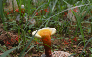 灵芝孢子粉不适宜人群有哪些？