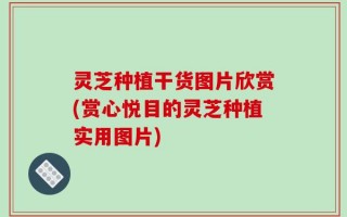 灵芝种植干货图片欣赏(赏心悦目的灵芝种植实用图片)