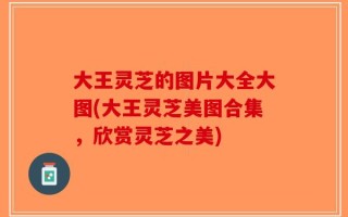 大王灵芝的图片大全大图(大王灵芝美图合集，欣赏灵芝之美)