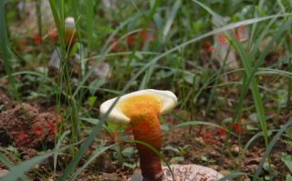 老人能吃灵芝孢子粉吗？