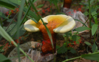 什么是灵芝孢子粉的功效怎样？