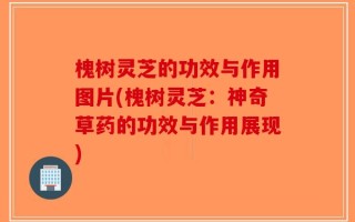 槐树灵芝的功效与作用图片(槐树灵芝：神奇草药的功效与作用展现)