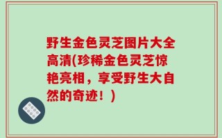 野生金色灵芝图片大全高清(珍稀金色灵芝惊艳亮相，享受野生大自然的奇迹！)