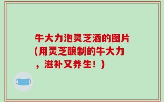 牛大力泡灵芝酒的图片(用灵芝酿制的牛大力，滋补又养生！)