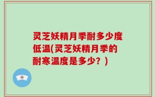 灵芝妖精月季耐多少度低温(灵芝妖精月季的耐寒温度是多少？)