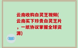 云南收购白灵芝视频(云南买下珍贵白灵芝片，一纸协议掌握全球资源)