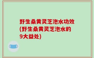 野生桑黄灵芝泡水功效(野生桑黄灵芝泡水的9大益处)