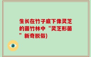 生长在竹子底下像灵芝的菌竹林中“灵芝形菌”新奇脱俗)