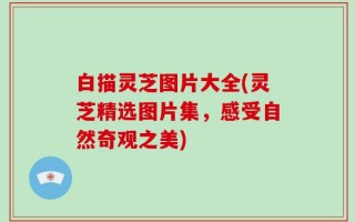 白描灵芝图片大全(灵芝精选图片集，感受自然奇观之美)