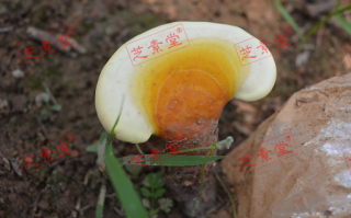长白山丹丹灵芝孢子粉怎么样？