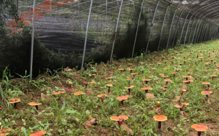 长白山灵芝孢子粉正宗吗？效果怎么样