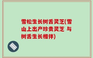 雪松生长树舌灵芝(雪山上出产珍贵灵芝 与树舌生长相伴)