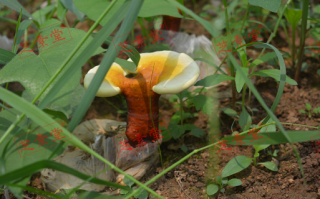 灵芝孢子粉作用功效到底怎么样？