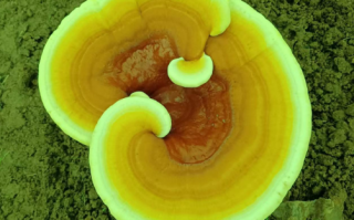 灵芝孢子粉每天吃多少克最好啊？有什么标准吗？