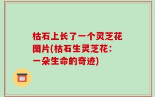 枯石上长了一个灵芝花图片(枯石生灵芝花：一朵生命的奇迹)