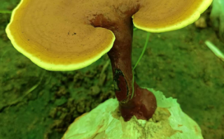 灵芝孢子粉有何作用？你真的知道吗？