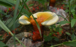 喝灵芝孢子粉口腔溃疡还能继续喝吗？
