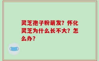 灵芝孢子粉萌发？怀化灵芝为什么长不大？怎么办？
