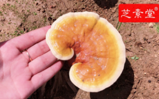 灵芝孢子粉过期了一年半还能吃吗？