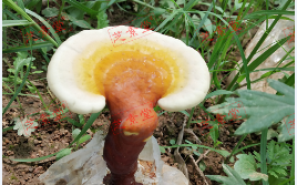 灵芝孢子粉不适合谁吃？有需要注意的吗？