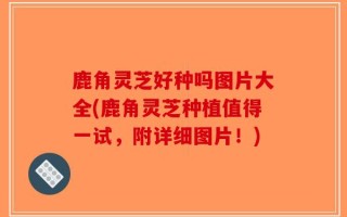 鹿角灵芝好种吗图片大全(鹿角灵芝种植值得一试，附详细图片！)