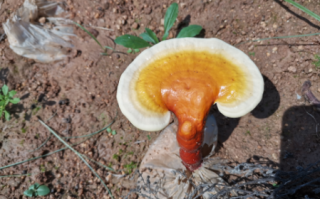 灵芝孢子粉和茶能同时吃吗？