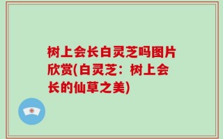树上会长白灵芝吗图片欣赏(白灵芝：树上会长的仙草之美)