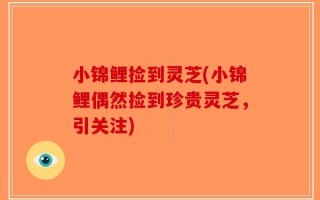 小锦鲤捡到灵芝(小锦鲤偶然捡到珍贵灵芝，引关注)