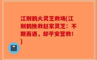 江别鹤火灵芝救场(江别鹤挽救赵家灵芝：不期而遇，却平安营救！)