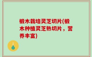 椴木栽培灵芝切片(椴木种植灵芝熟切片，营养丰富)