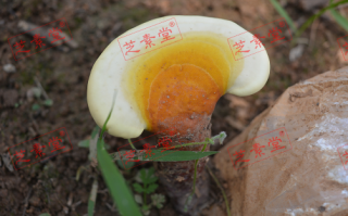 血糖有点高怎么控制比较好呢？