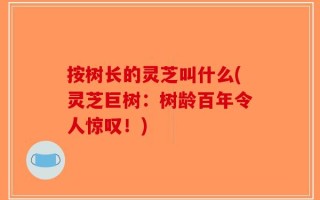 按树长的灵芝叫什么(灵芝巨树：树龄百年令人惊叹！)
