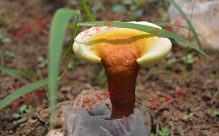 灵芝孢子粉的作用是什么呢？