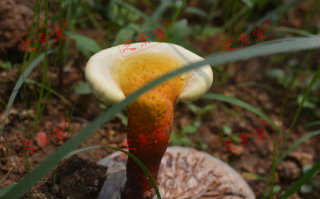 灵芝孢子粉有油花是好是坏？