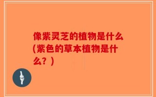 像紫灵芝的植物是什么(紫色的草本植物是什么？)