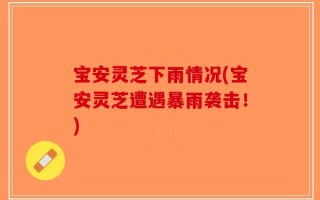 宝安灵芝下雨情况(宝安灵芝遭遇暴雨袭击！)