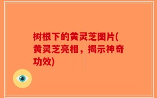 树根下的黄灵芝图片(黄灵芝亮相，揭示神奇功效)