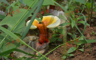 灵芝孢子粉的价格多少呢？