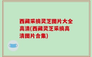 西藏采摘灵芝图片大全高清(西藏灵芝采摘高清图片合集)