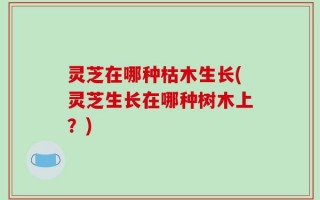 灵芝在哪种枯木生长(灵芝生长在哪种树木上？)