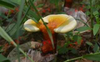 灵芝孢子粉禁忌食物有什么呢？