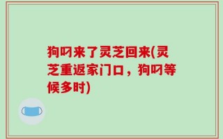 狗叼来了灵芝回来(灵芝重返家门口，狗叼等候多时)