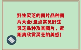 野生灵芝的图片品种图片大全(盘点常见野生灵芝品种及其图片，近距离欣赏灵芝的美感)