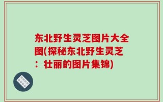 东北野生灵芝图片大全图(探秘东北野生灵芝：壮丽的图片集锦)