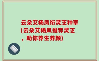 云朵艾杨凤衔灵芝种草(云朵艾杨凤推荐灵芝，助你养生养颜)