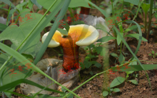 灵芝孢子粉十大排名第一是哪个？