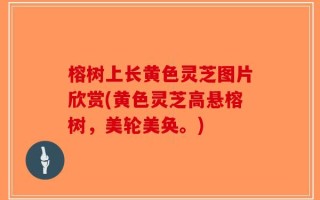 榕树上长黄色灵芝图片欣赏(黄色灵芝高悬榕树，美轮美奂。)