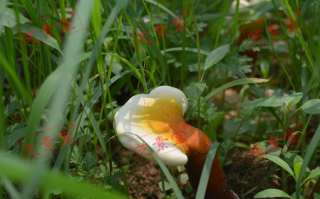 灵芝孢子粉泡水喝的功效怎么样？