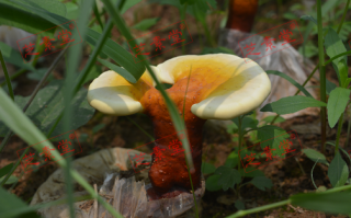 东北灵芝孢子粉多少钱一斤呢？