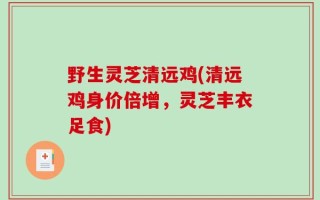 野生灵芝清远鸡(清远鸡身价倍增，灵芝丰衣足食)